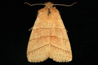 Pyreferra [new species]
